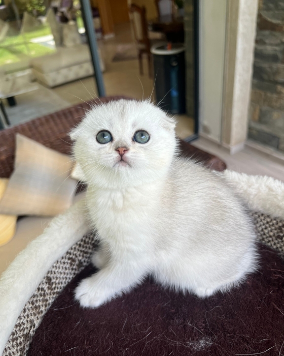 Scottish straight et fold