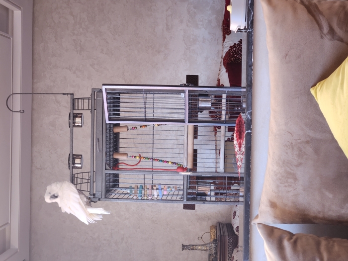 Perroquet cacatoès alba