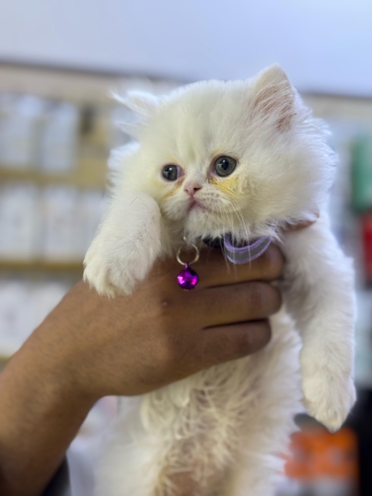Chaton persan pure race