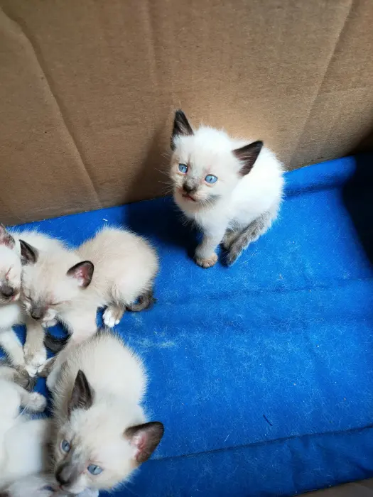 Adorables chatons
