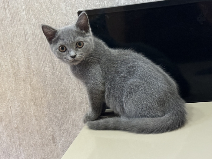 Scottish Fold X British shorthair