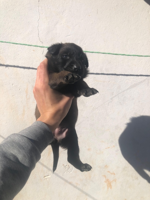 Chiots malinois pure race