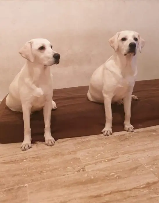 Labrador retriever Malle/Femelle