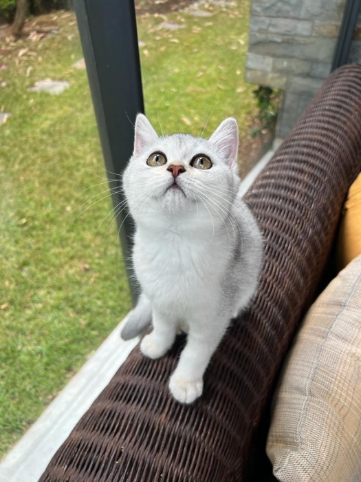Scottish straight et British shorthair