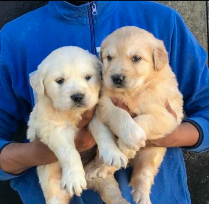 Golden retriever 🔥