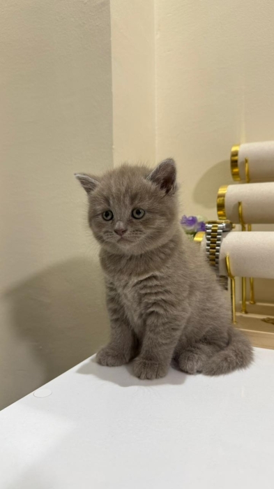 Scottish fold & straight