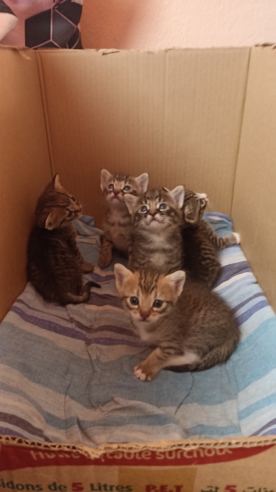5 chatons balinais croisé tigré