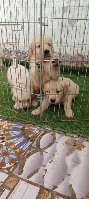 Golden retriever 🔥