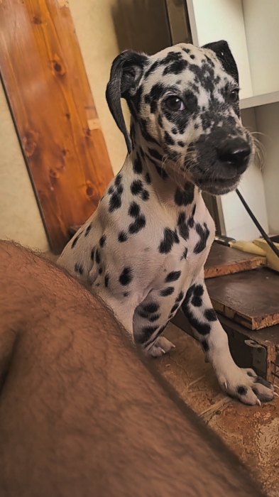 Dalmatien male