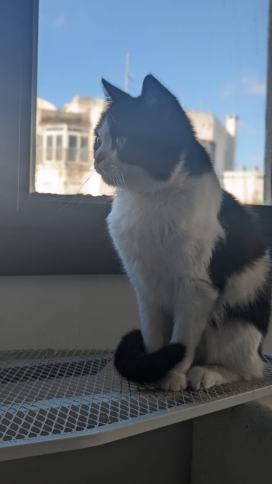 Persian/Russian blue