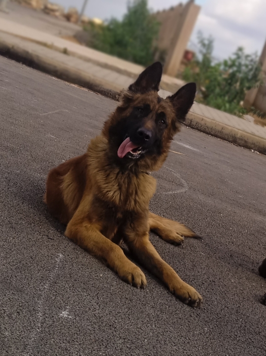 Berger belge Tervuren