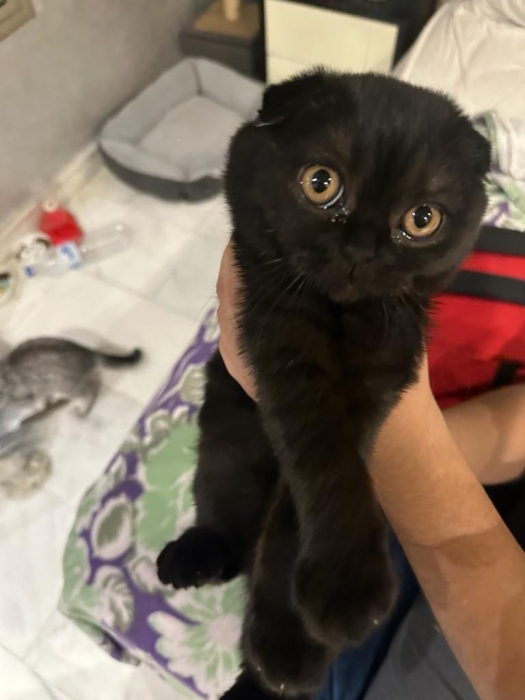 2 chatons scottish fold femmeles