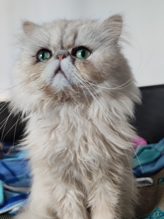 Mâle persan chinchilla