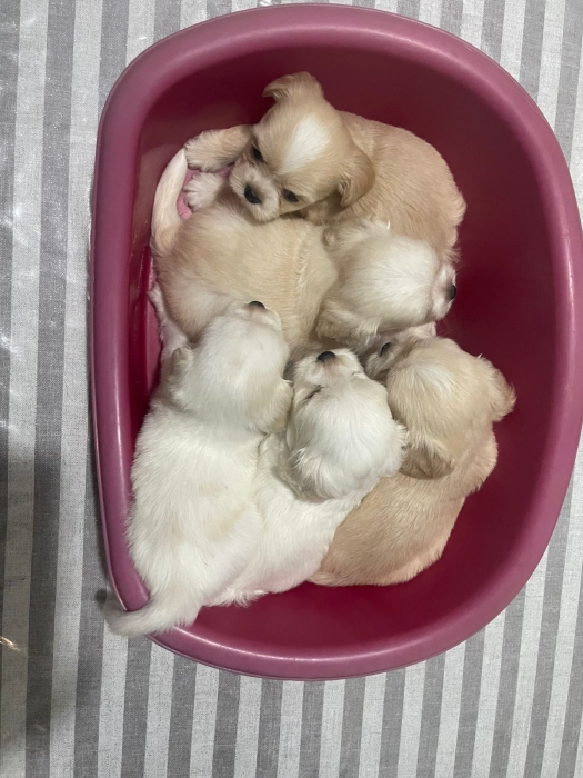 Bichón maltés