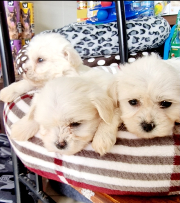 Chiot bichon maltais