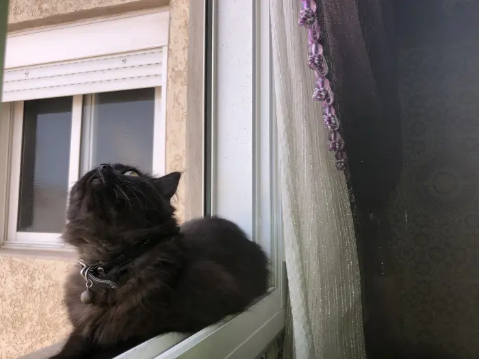 Persan mâle vacciné avec accessoires