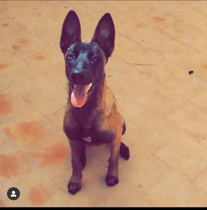 Malinois coupl