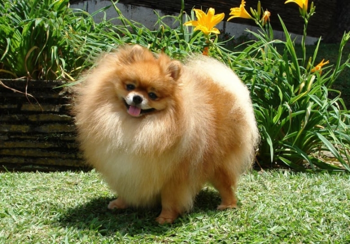 Pomeranien mâle