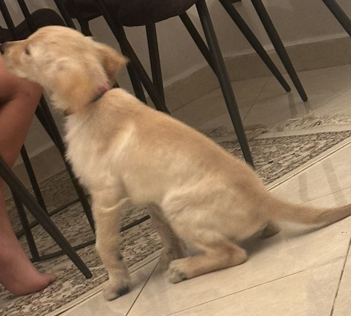 Golden retriever de 3 moins (3 vaccins déjà faits)