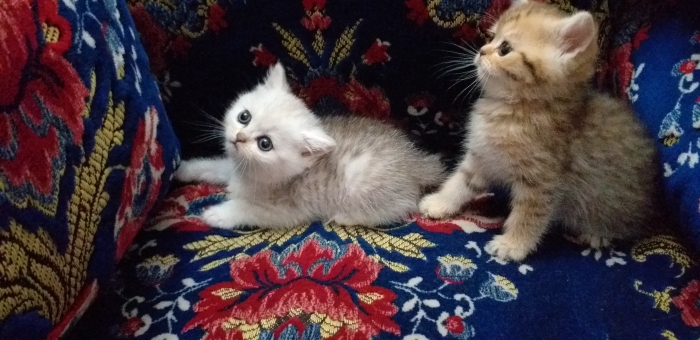 scottish male et femelle