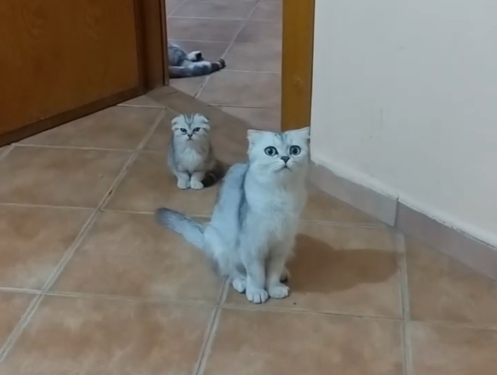 Chatons Scottish fold