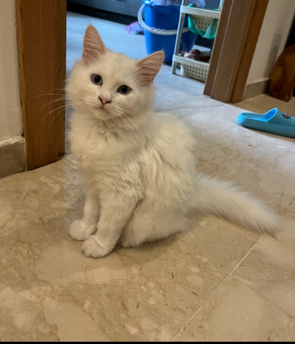 Chat Angora croisé persan