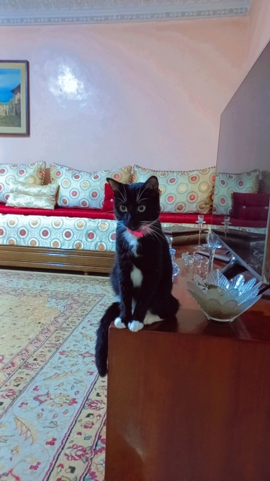 Châteaux pour adopter