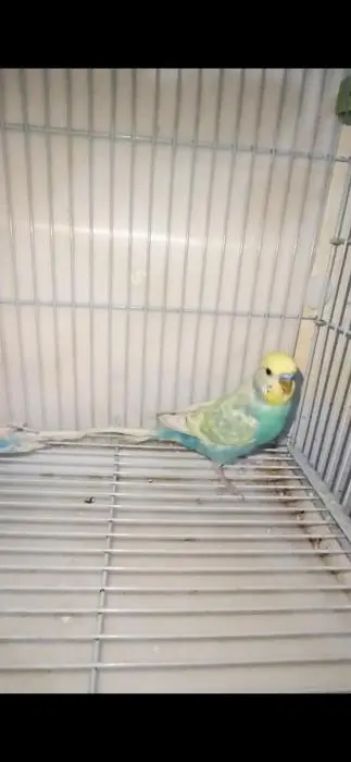 PERRUCHE-HOGO-SPANGLE -OPALINE-ALBINO