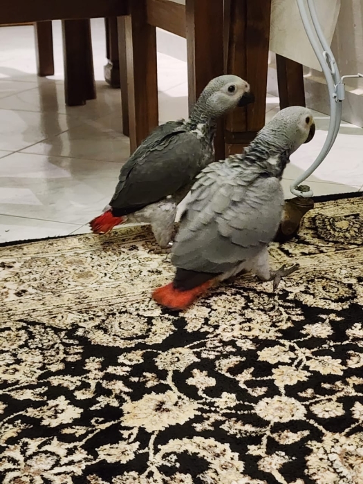 Bébé perroquet gris du gabon