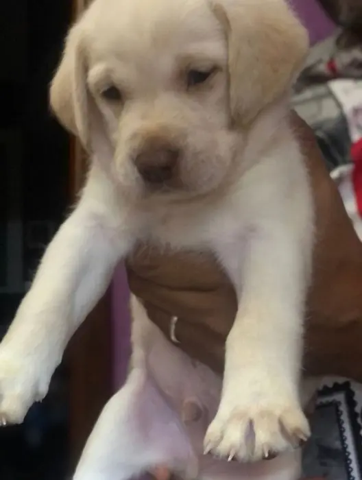Labrador