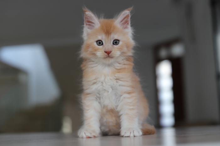 Red/ red silver / red smoke maine coons pedigree