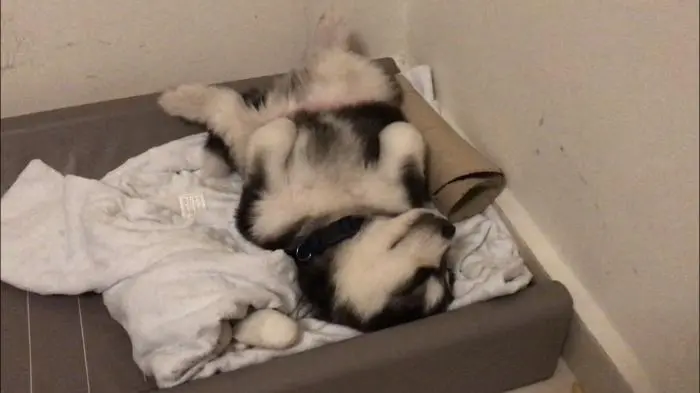 Alaskan Malamute