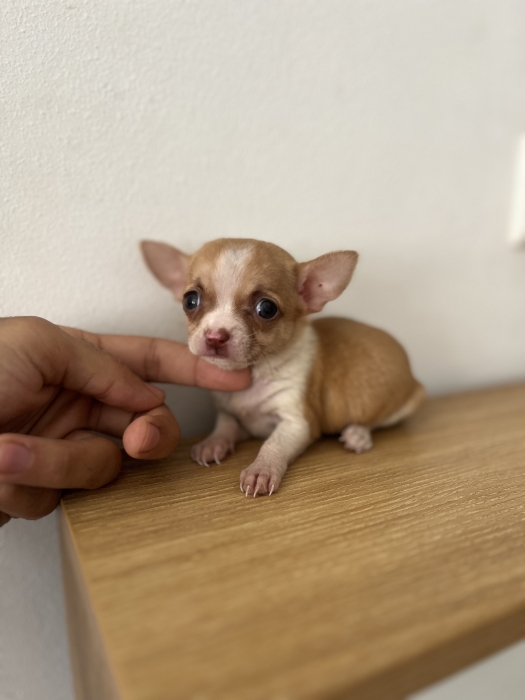 Chihuahua