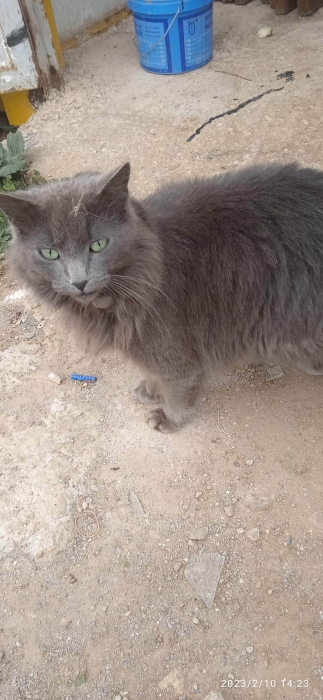 Chat nebelung