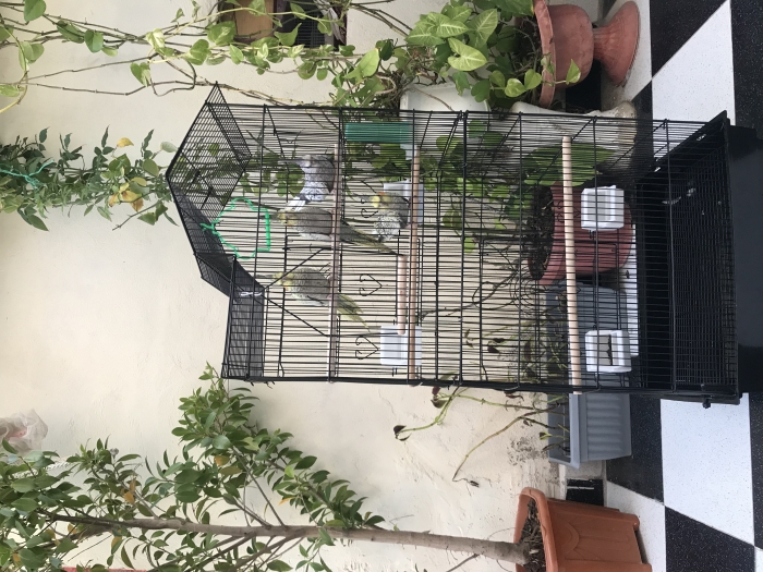 4طيور الكوكتيل + القفص