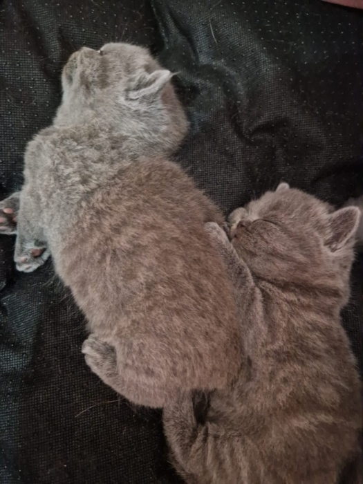 Bebe british shorthair