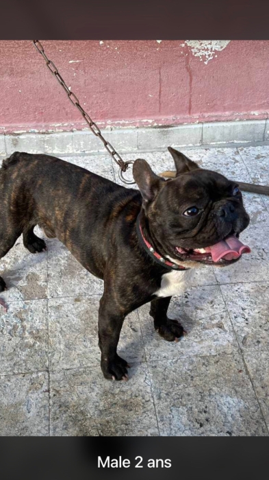 Chiots de bouledogues et d’autres adultes très bon prix