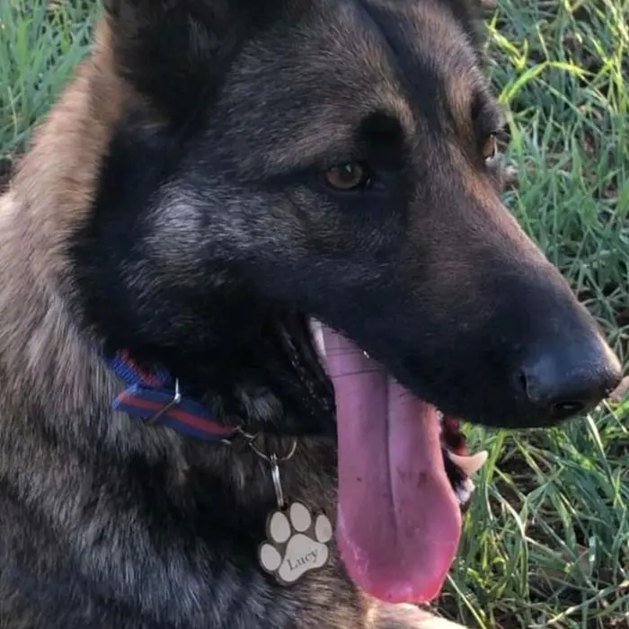 collier pendentif personnalisé pour chat et chien