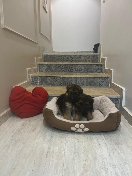 Berger Allemand poile long 💥