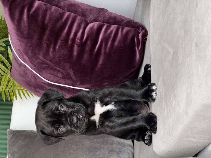 Cane corso race pure