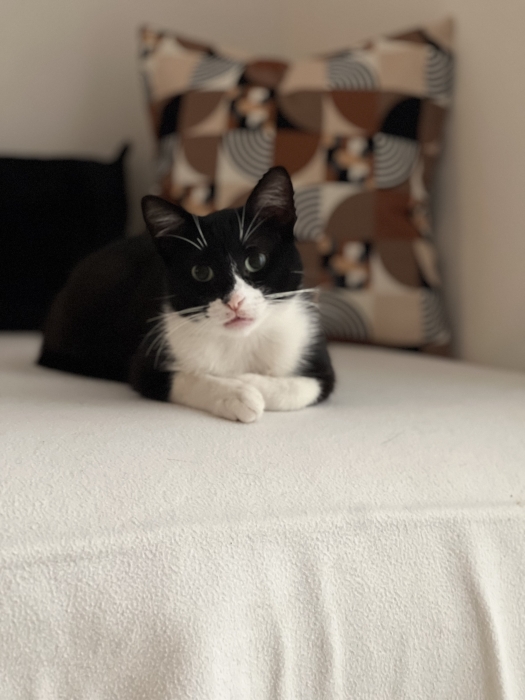 MESSI le chat cherche un foyer