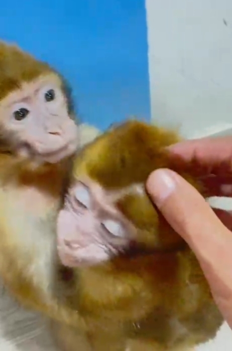 Singe mâle ou femelle de 2 mois bien dressage