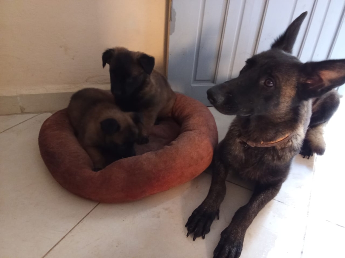 Petits chiot malinois charbonné