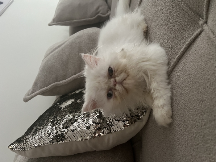 Chat Persan rare aux yeux de couleurs différentes – très affectueux