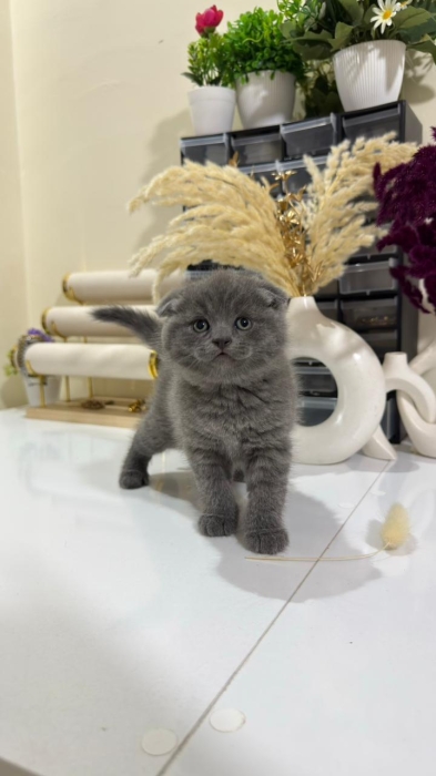 Scottish fold & british