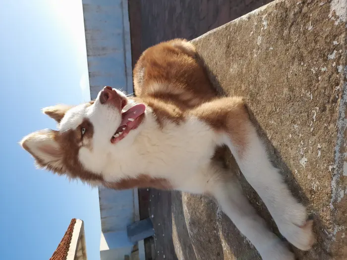 Husky femelle