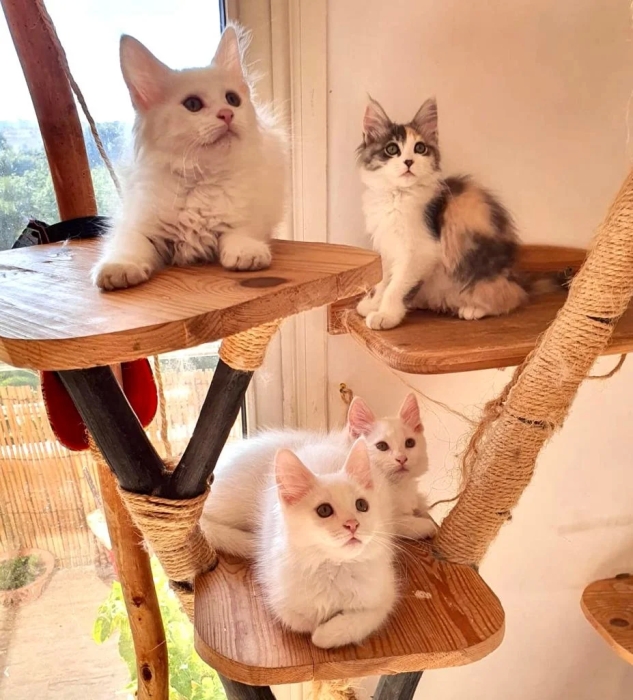 Croisement de race mainecoon