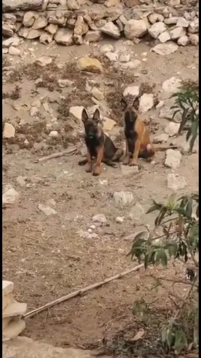 مالينو شاربوني