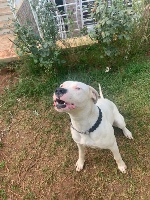 Dog argentin femelle