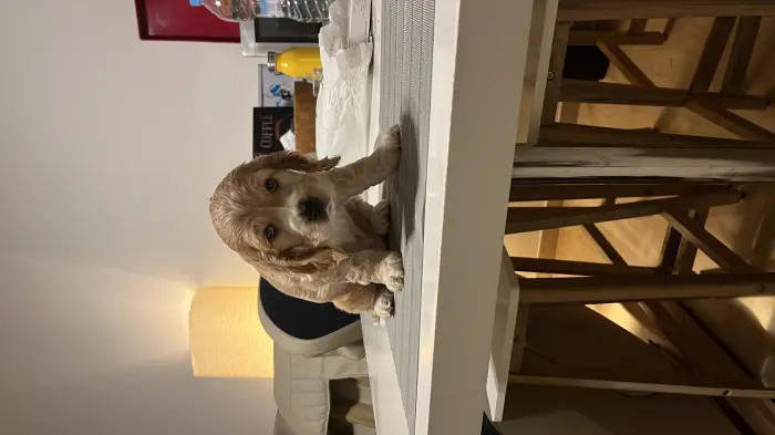 Chiots cocker spaniel pure race